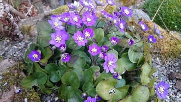 Hepatica nobilis blue - 8cm pot 